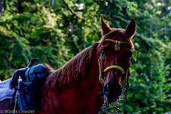 HAM_6773