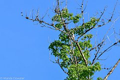 HAM_6877