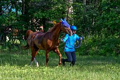 HAM_6975