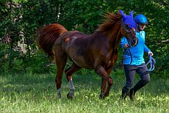 HAM_6977