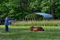 HAM_6981