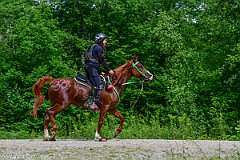 HAM_7061