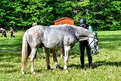 HAM_7368