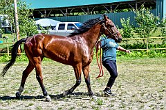 UMF_6505
